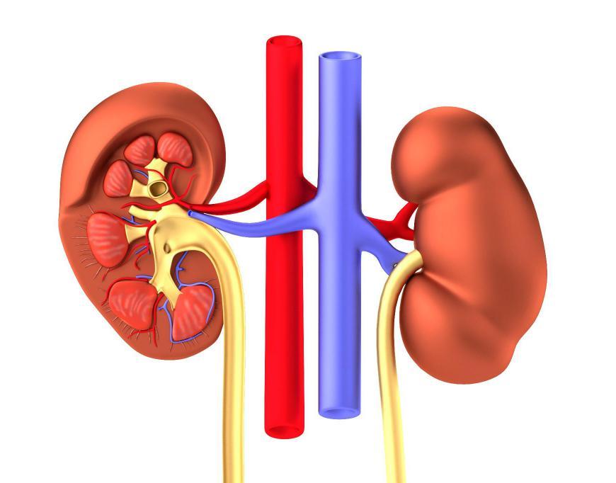 kidney (2)
