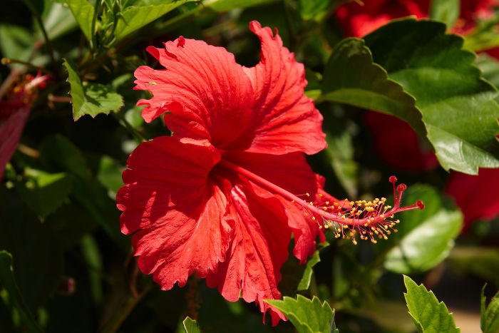 The hibiscus flower is traditionally worn by Hawaiian women.
