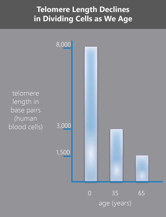 telomere_length