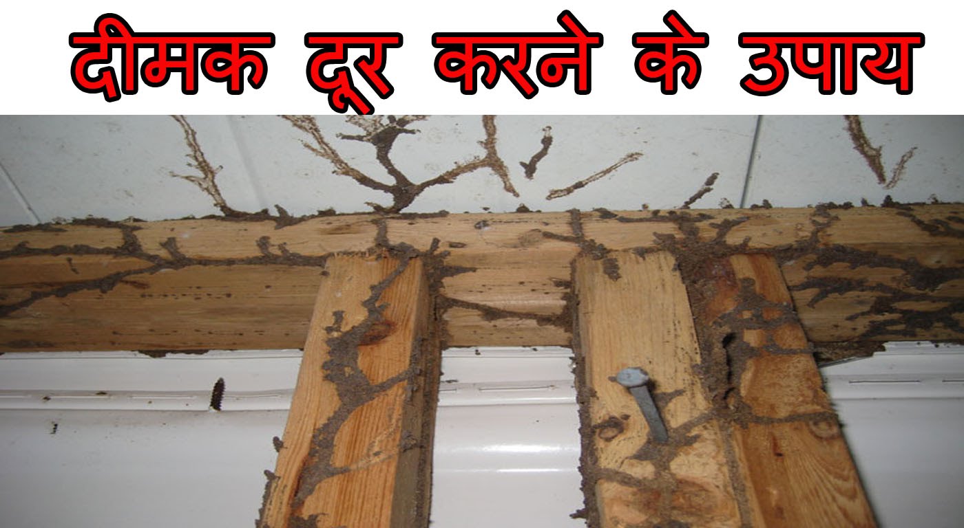  Only Ayurved
