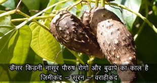 वाराहीकंद, varahi kand ke fayde, वराहीकंद के फायदे, सूरन के फायदे, Dioscorea in hindi