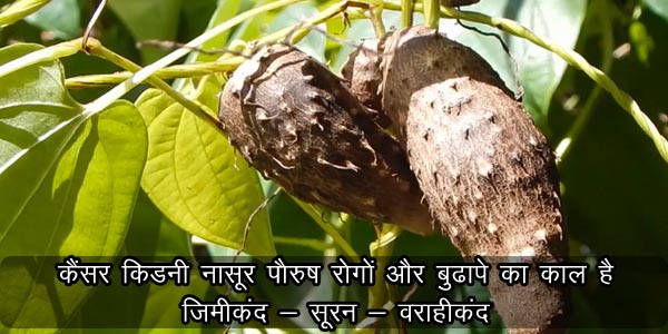 वाराहीकंद, varahi kand ke fayde, वराहीकंद के फायदे, सूरन के फायदे, Dioscorea in hindi